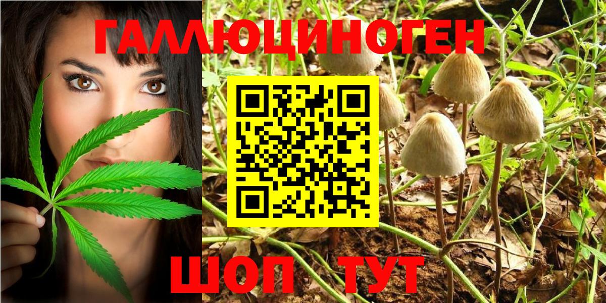 Кировск  Псилоцибиновые грибы Psilocybe  Вход с VPN 